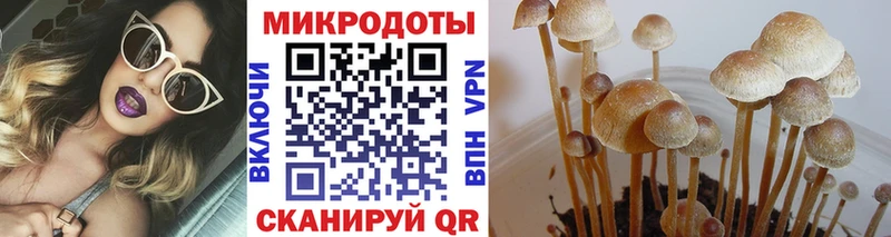 Галлюциногенные грибы Psilocybine cubensis  Сургут 
